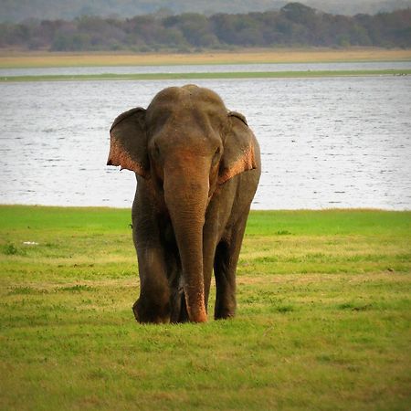Mahoora Tented Safari Camp Udawalawe Ngoại thất bức ảnh