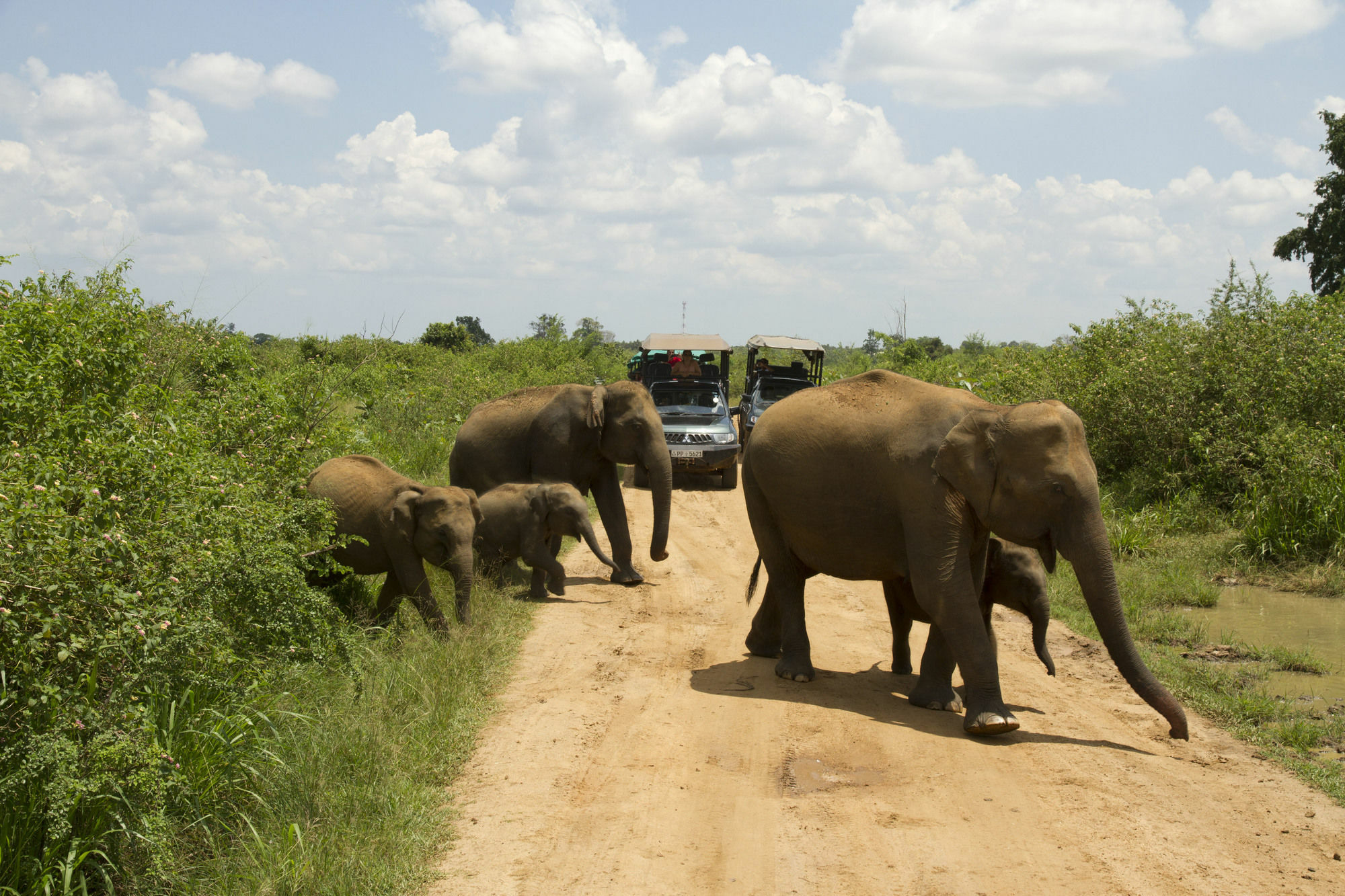 Mahoora Tented Safari Camp Udawalawe Ngoại thất bức ảnh